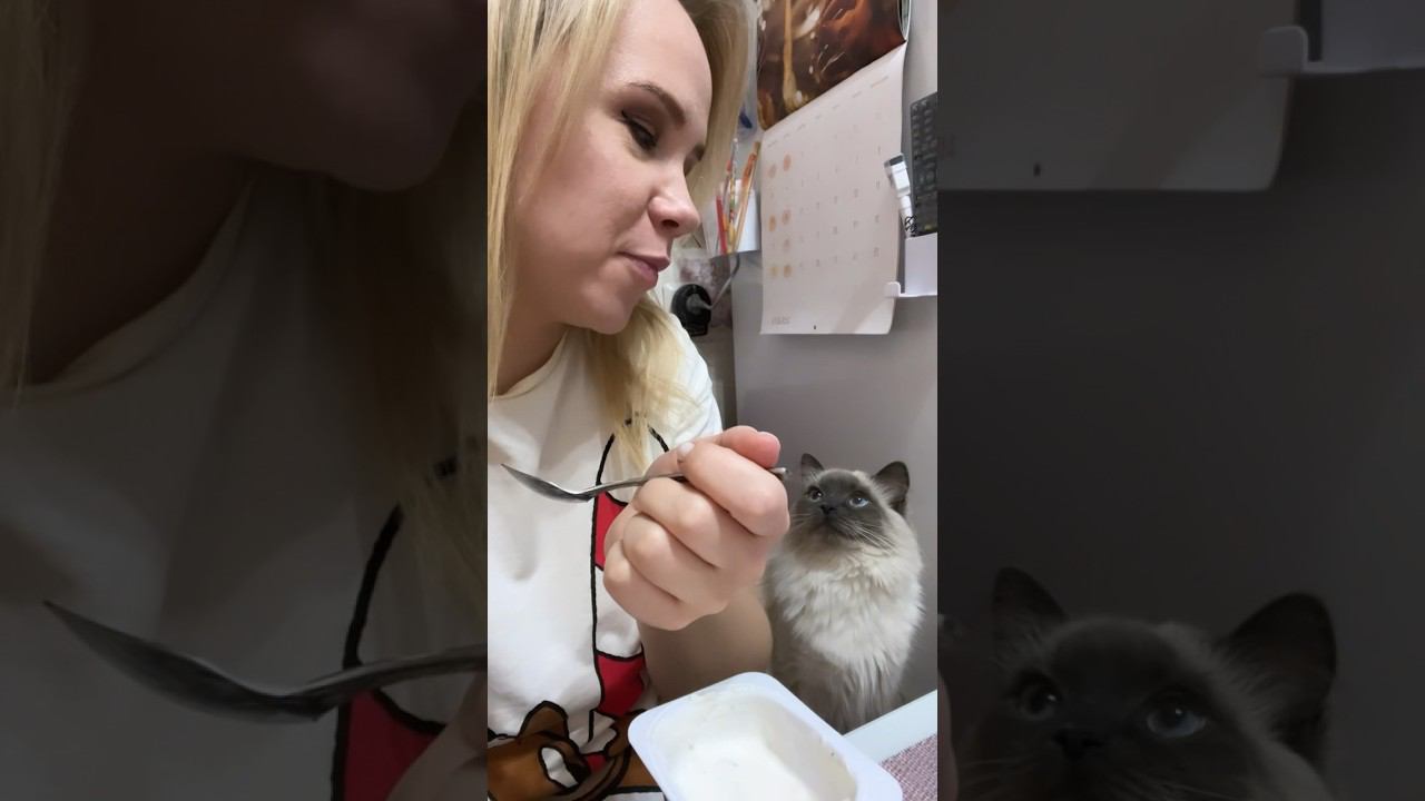 Когда я ем, у меня всегда есть компания голодающих #смешныекоты #котики смотреть онлайн