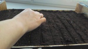 Бегония вечноцветущая. Посев на рассаду 2019