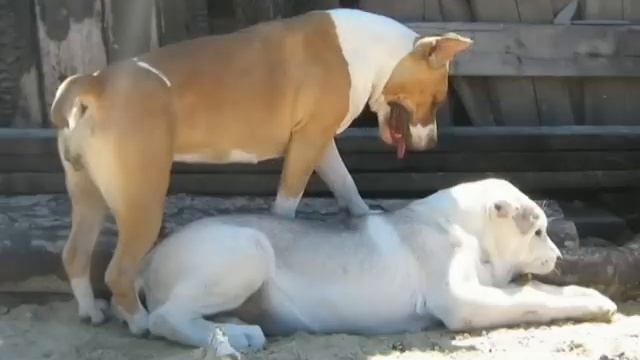 "Созвездие Югры" питомник стаффордов и алабаев смотреть онлайн