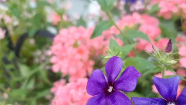 Флоксы Друммонда - красивое оформление фасада окна смотреть онлайн