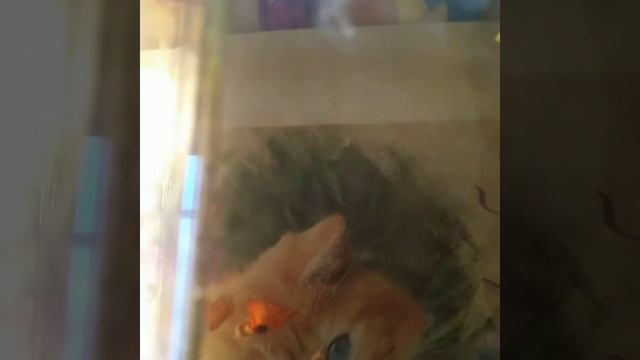 изменения у животных за всё время!!! смотреть онлайн