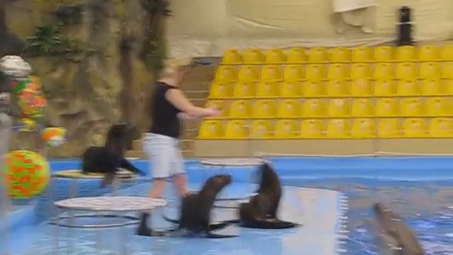 ЛАСТОНОГИЕ АРТИСТЫ смотреть онлайн