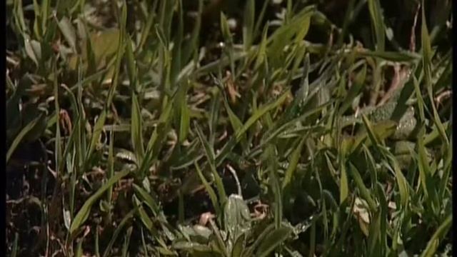 Линтур смотреть онлайн