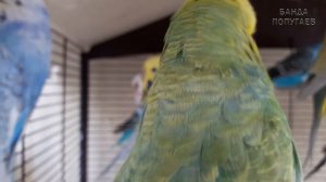 ? Учим попугая говорить. Урок №22: "Птица говорун отличается умом и сообразительностью"