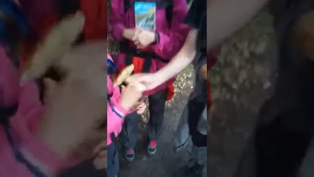 Гриб моховик - подробный обзор, как отличить, чем примечателен. смотреть онлайн