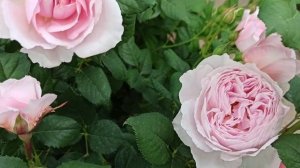 Розы Остина. The Ancient Mariner