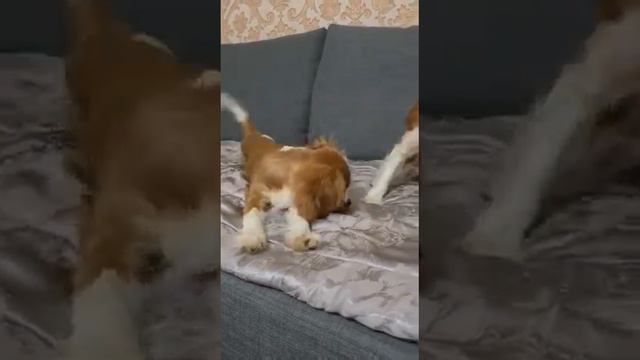 ПРЕДЛАГАЮТСЯ ДВЕ ДЕВОЧКИ КАВАЛЕР КИНГ ЧАРЛЬЗ СПАНИЕЛЬ. Карина Лалазарова 📞+7 (905)175-88-93 смотреть онлайн