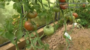 Вкуснейший томат Шоколадный,обзор и дегустация.