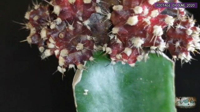 DEGRAFTING Moon Cactus | Degrafting Gymnocalycium Mihanovichii | Separating Cactus From ROOTSTOCK