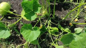 Формирование тыквы - залог большого урожая!