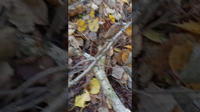 РЯДОВКА СЕРАЯ смотреть онлайн