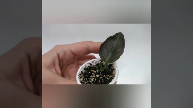 Замёрзла фиалка. Что делать? смотреть онлайн