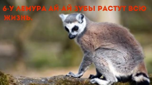 Топ 10 интересных фактов о лемурах смотреть онлайн