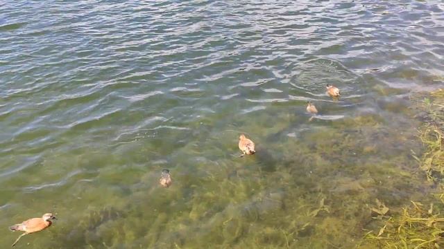 Пять утят купаются и ныряют в Останкинском пруду. Вся семья в сборе. Мама утка наблюдает. смотреть онлайн