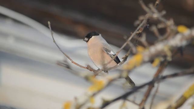 самка снегиря смотреть онлайн