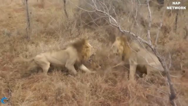 Боже, помоги Королю Льву уничтожить Гиен. Эпическая Битва Льва против Гиен!