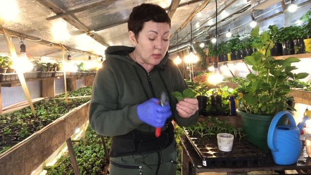 Как черенковать крупнолистные гортензии в феврале…Подробно… смотреть онлайн