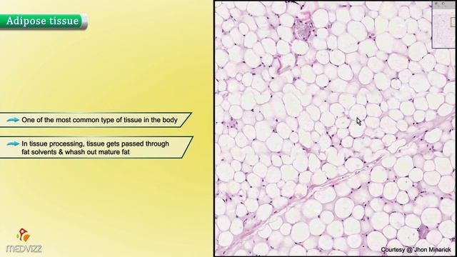 Histology of Adipose Tissue : Shotgun Histology смотреть онлайн