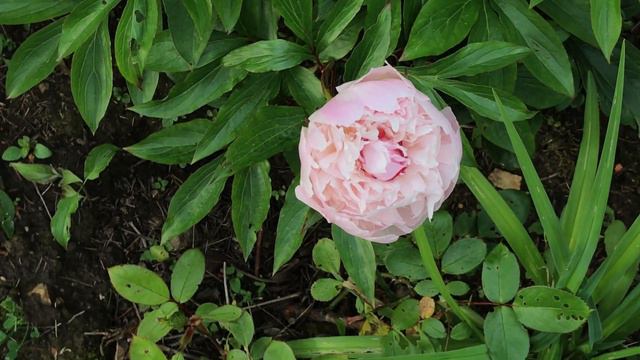 Pivoine herbacée de Chine 'Paeonia lactiflora Solange' Mille pétales la fragrance s'emballe смотреть онлайн