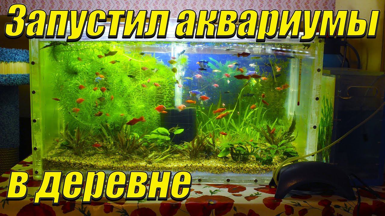 Запустил аквариумы в деревне! смотреть онлайн