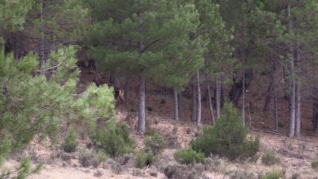 Français video spot chiruca chasse смотреть онлайн