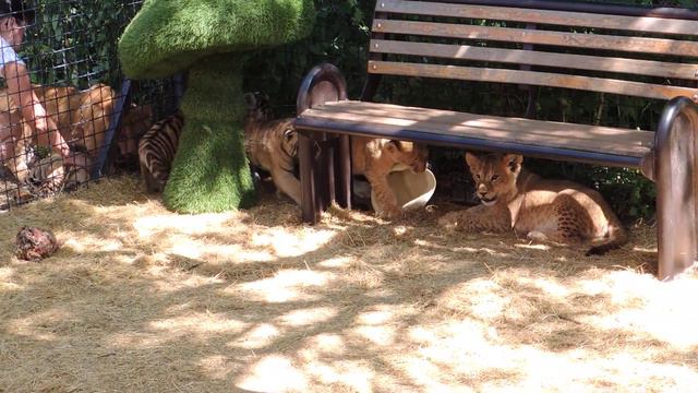 Тигрята и львята: шляпа смотреть онлайн