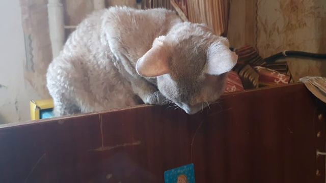 Котята Девон Рекс 01.11 2020г. Утренняя разминка смотреть онлайн
