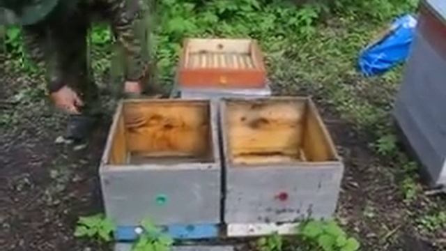 моя пасека (деление остатка семьи на пол-лёта) смотреть онлайн