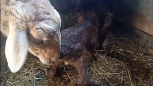 Как подсадить чужого ягненка овце.