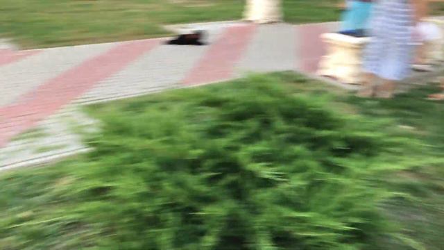 Hot summer evening walks with Eva 🐶🐾 Beautiful sunset at the Black Sea ❤️ смотреть онлайн