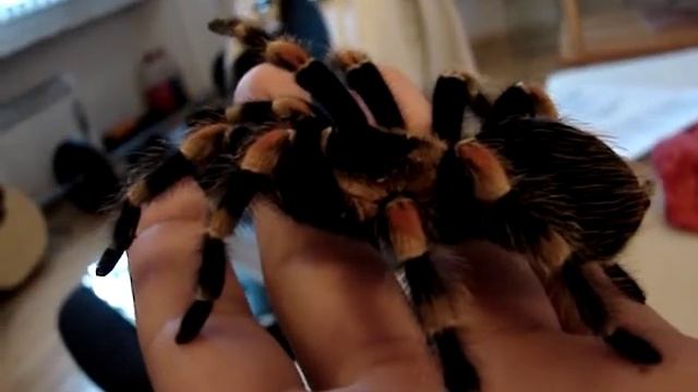 Brachypelma Smithy High Rez Close Up смотреть онлайн