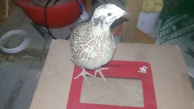 Перепела/перепелята.12.01.2020.вес птицы в 10 и 47 дней. смотреть онлайн