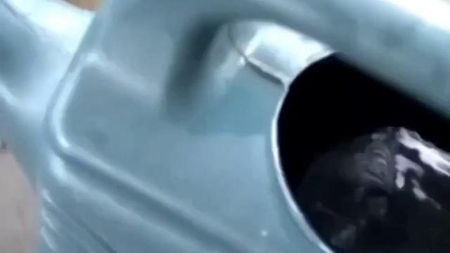 Мойка пеларгонии в декабре смотреть онлайн