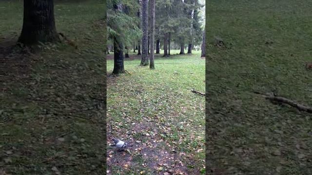 2 белки в парке бегают смотреть онлайн