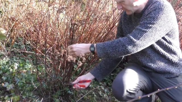 Pruning Spiraeas смотреть онлайн