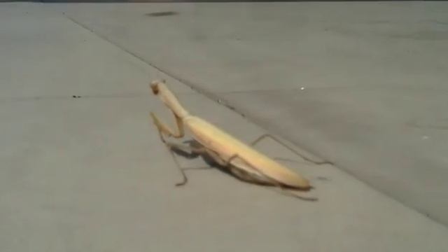 Какие богомолы осенью смотреть онлайн