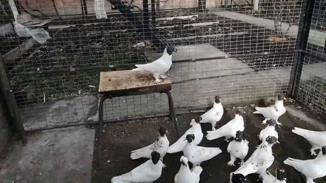 Иранские голуби Виктор