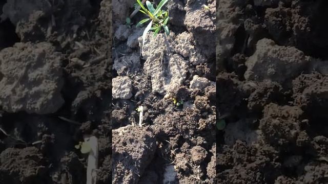 Осмотр озимого гороха, сорт НС Мороз | Agro Life смотреть онлайн