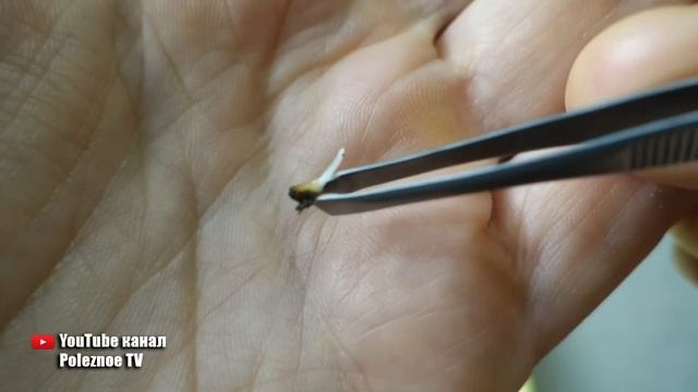 НЕ САЖАЙ (СЕЙ) СЕМЕНА ПОКА НЕ ПОСМОТРИШЬ ЭТО ВИДЕО !!! смотреть онлайн