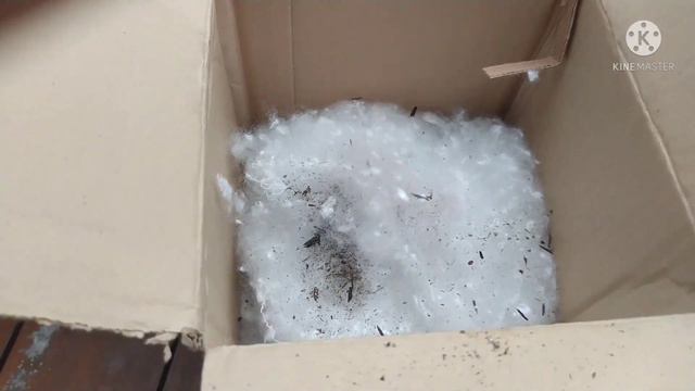 Suculentas raras será que saberei cuidar?? смотреть онлайн