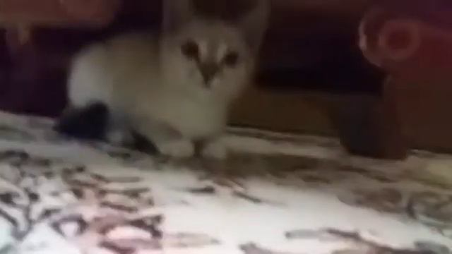 КОТЁНОК УБЕГАЕТ смотреть онлайн
