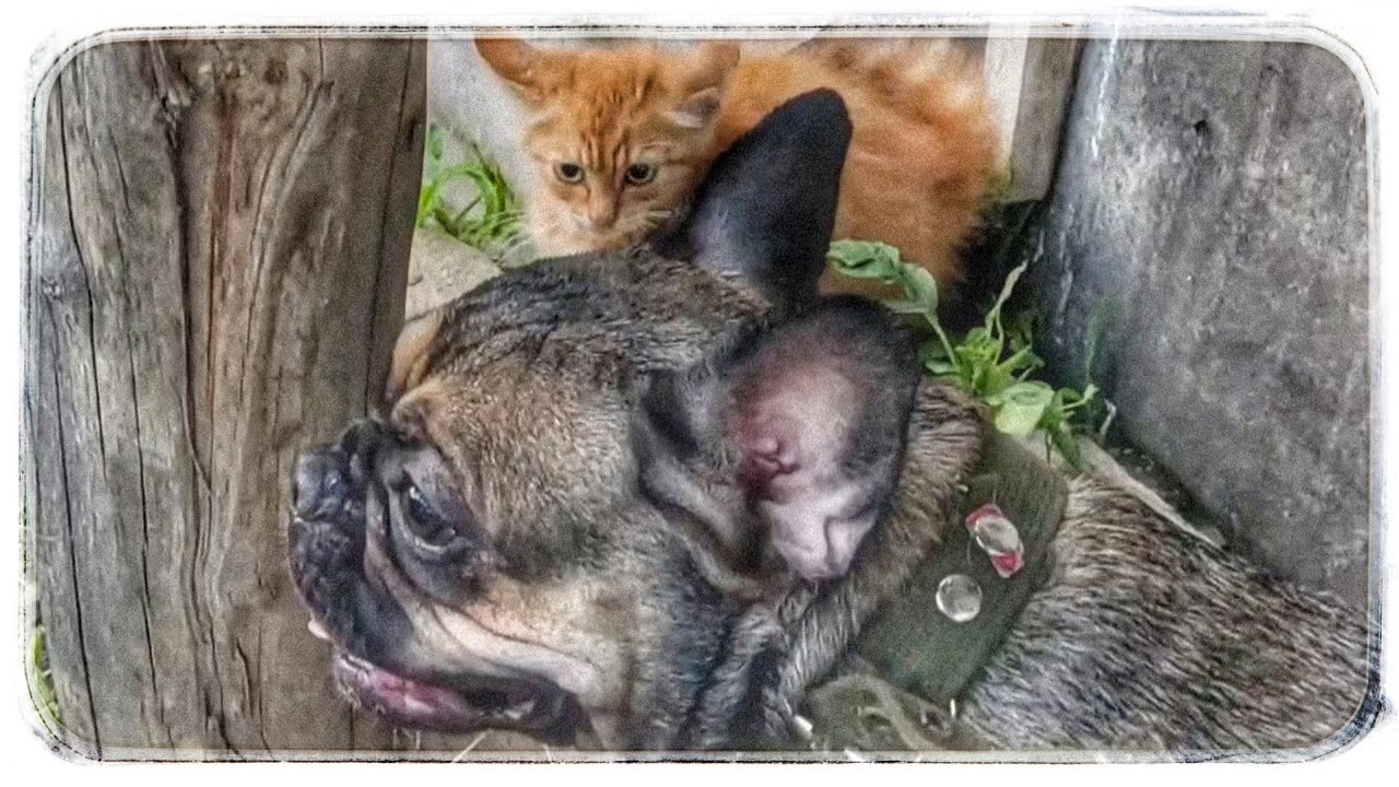 И снова Бульдожка Мегги! ? смотреть онлайн