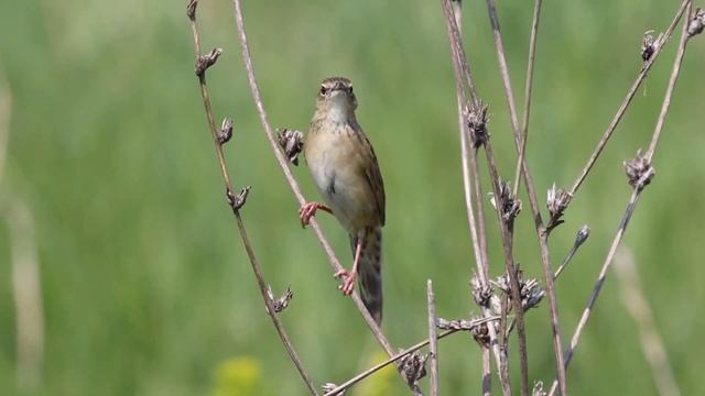 Обыкновенный сверчок (Locustella naevia) (16.05.23 г.) смотреть онлайн