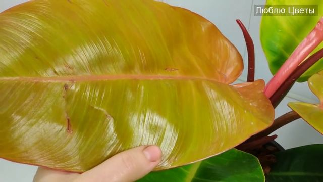 Новые растения в коллекции - самое дорогое растение в коллекции #9