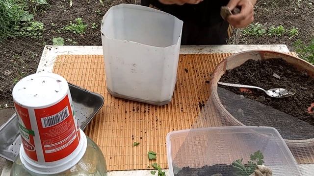 Новый террариум для улиток своими руками. Проводим время с пользой. Shark & Friends. смотреть онлайн