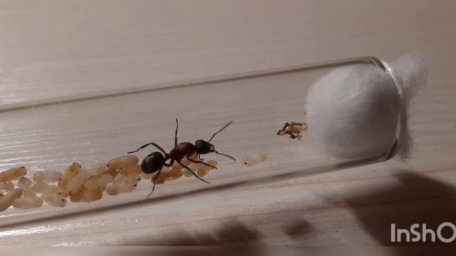 Я вернулся! Матка Raptiformica sanguinea смотреть онлайн