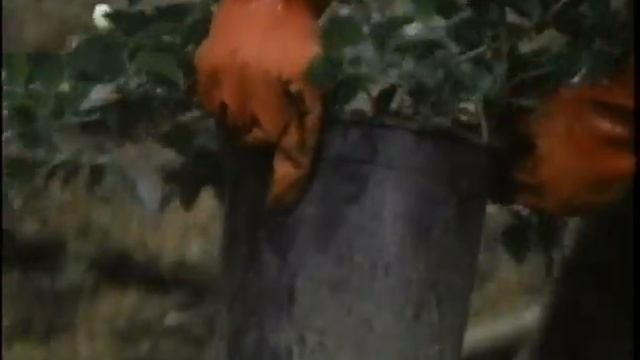 Camellia: Sasanqua or Japonica? смотреть онлайн