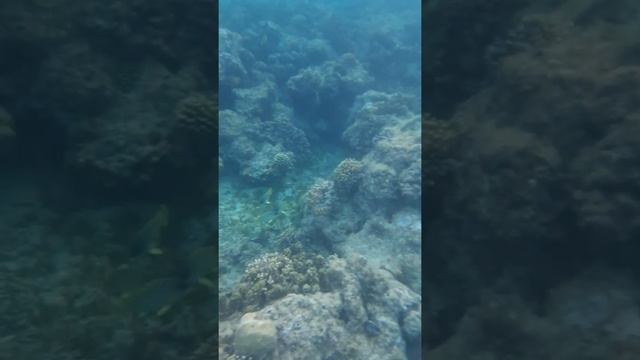 Mirage Bay Resort & Aqua Park Reef(Рифы и живность под понтоном) смотреть онлайн