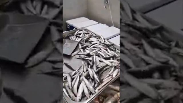 Рыбный рынок Шарджа, ОАЭ смотреть онлайн