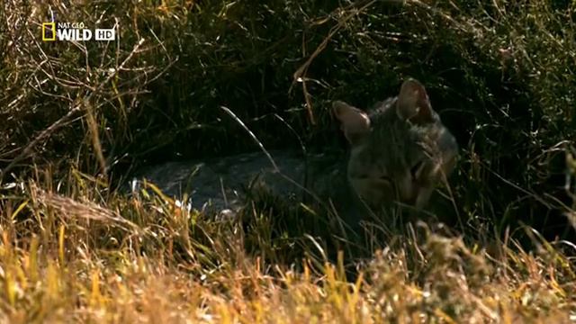 Дикий нрав кошек Познавательное видео смотреть онлайн